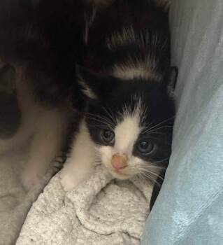 JOSHUA TREE -  Domestic Short Hair Cat for Adoption in Toronto, Ontario - JOSHUA TREE | PetCurious