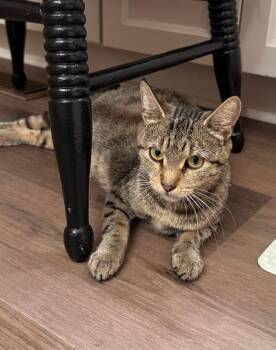Lady Luck -  Domestic Short Hair Cat for Adoption in Mokena, Illinois - Lady Luck | PetCurious