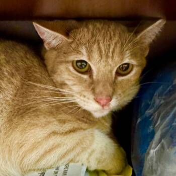 Rescue Domestic Short Hair Cats for Adoption in Lakeland, Florida - Louie | PetCurious