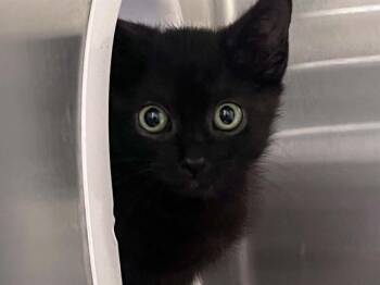 MUSTANG -  Domestic Short Hair Cat for Adoption in Tustin, California - MUSTANG | PetCurious