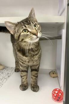 Domestic Short Hair and Tabby Cats Available for Adoption in Minneapolis, Minnesota - Joab | PetCurious