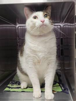Domestic Short Hair Cats Available for Adoption in Vancouver, Washington - Nuno | PetCurious