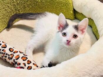 PRINCESS LEIA -  Domestic Short Hair Cat for Adoption in Fort Wayne, Indiana - PRINCESS LEIA | PetCurious