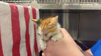 CLOUD -  Domestic Short Hair Cat for Adoption in Ocala, Florida - CLOUD | PetCurious