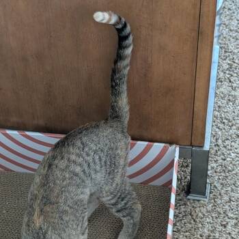 Badger - A26-??? -  Domestic Short Hair Cat for Adoption in Santa Rosa Beach, Florida - Badger - A26-??? | PetCurious