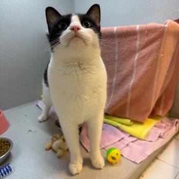 Mocha -  Domestic Short Hair Cat for Adoption in Pittsburgh, Pennsylvania - Mocha | PetCurious