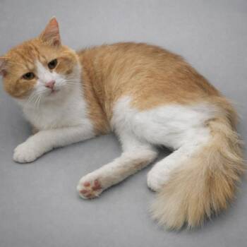 Dr. Moore -  Maine Coon and Domestic Medium Hair Cat for Adoption in Hockessin, Delaware - Dr. Moore | PetCurious