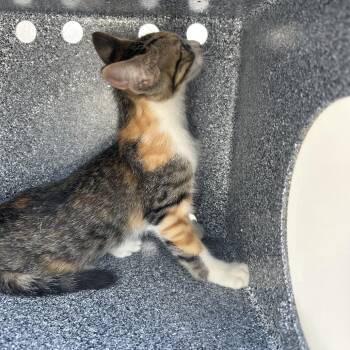 Harper -  Domestic Short Hair Cat for Adoption in Greensboro, North Carolina - Harper | PetCurious