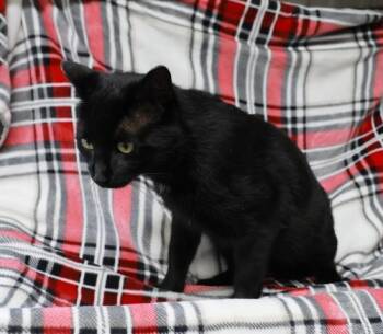 Shatset -  Domestic Short Hair Cat for Adoption in Thief River Falls, Minnesota - Shatset | PetCurious
