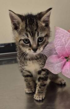 Domestic Short Hair Cats Available for Adoption in Christiansburg, Virginia - Pythia | PetCurious