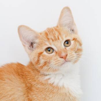Princess Leia -  Domestic Short Hair Cat for Adoption in Hattiesburg, Mississippi - Princess Leia | PetCurious