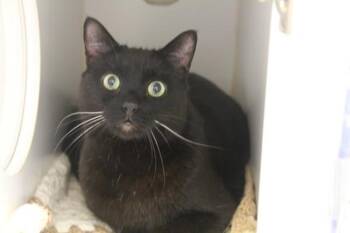 Vlad -  Domestic Short Hair Cat for Adoption in Winnipeg, Manitoba - Vlad | PetCurious