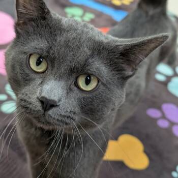 Rescue Domestic Medium Hair Cats for Adoption in Milford, Iowa - Smokey | PetCurious