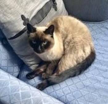 Rescue Siamese Cats for Adoption in Black Mountain, North Carolina - Rose | PetCurious
