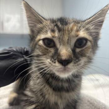 Domestic Short Hair Cats Available for Adoption in Riverside, California - Truffle | PetCurious