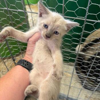 Casper -  Domestic Short Hair Cat for Adoption in Crowley, Texas - Casper | PetCurious