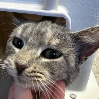 Rescue Domestic Short Hair Cats for Adoption in Glenwood, Minnesota - Amelia | PetCurious