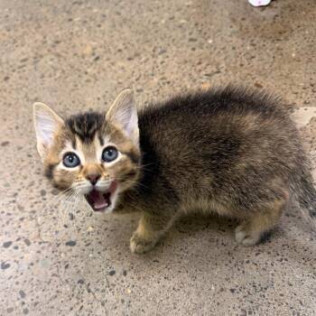 Jake The Dog -  Domestic Short Hair Cat for Adoption in Keizer, Oregon - Jake The Dog | PetCurious