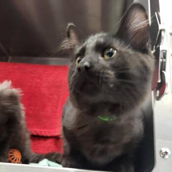 Dorian -  Domestic Medium Hair Cat for Adoption in Fort Wayne, Indiana - Dorian | PetCurious