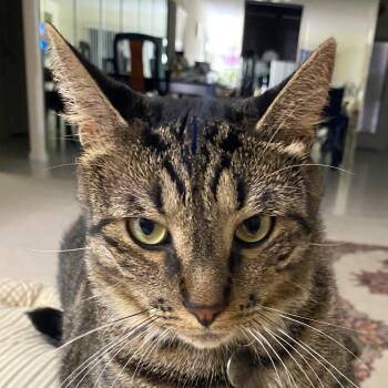 Malush -  Domestic Short Hair Cat for Adoption in Boston, Massachusetts - Malush | PetCurious