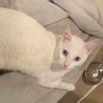 Wizard -  Domestic Short Hair Cat for Adoption in New York, New York - Wizard | PetCurious