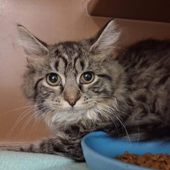 Lucky Charms -  Domestic Long Hair Cat for Adoption in Middlebury, Vermont - Lucky Charms | PetCurious