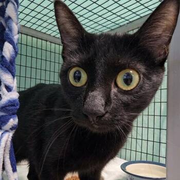 Kiki -  Domestic Short Hair Cat for Adoption in Oshkosh, Wisconsin - Kiki | PetCurious