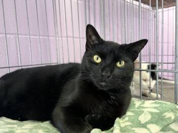 Domestic Short Hair Cats Available for Adoption - Tigger | PetCurious