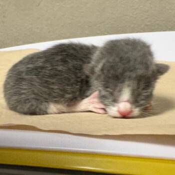 Luis -  Domestic Short Hair Cat for Adoption in Yuma, Arizona - Luis | PetCurious