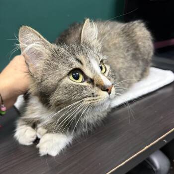 Domestic Medium Hair and Maine Coon Cats Available for Adoption in Westport, Connecticut - Main Flower | PetCurious