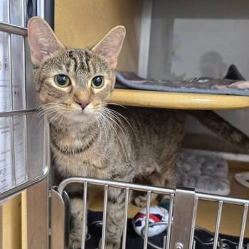 Francis -  Domestic Short Hair Cat for Adoption in Chicago, Illinois - Francis | PetCurious
