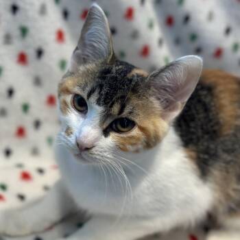 Marilyn Monroe -  Domestic Short Hair Cat for Adoption in Matteson, Illinois - Marilyn Monroe | PetCurious