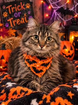 Grim -  Domestic Long Hair Cat for Adoption in Barton, Vermont - Grim | PetCurious