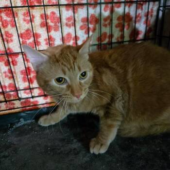 Domestic Short Hair Cats Available for Adoption in Mount Airy, North Carolina - Bean | PetCurious