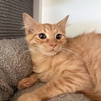 Bagman -  Domestic Medium Hair Cat for Adoption in Fredericksburg, Virginia - Bagman | PetCurious