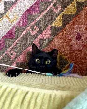 Rescue Domestic Short Hair Cats for Adoption in Minneapolis, Minnesota - Leo | PetCurious