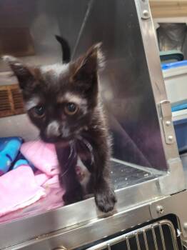 Preston -  Domestic Short Hair Cat for Adoption in Linton, Indiana - Preston | PetCurious