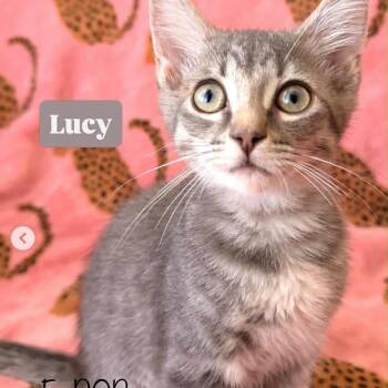 Lucy -  Domestic Short Hair Cat for Adoption in Victoria, British Columbia - Lucy | PetCurious