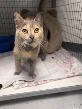 Domestic Short Hair Cats Available for Adoption in Brookings, Oregon - Jessie | PetCurious