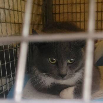 Domestic Short Hair Cats Available for Adoption in Milan, Illinois - Juliette | PetCurious