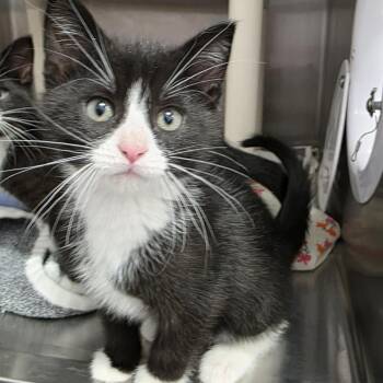 Gabe -  Domestic Short Hair Cat for Adoption in Fort Wayne, Indiana - Gabe | PetCurious