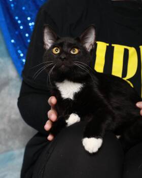 Domestic Short Hair Cats Available for Adoption - Tock | PetCurious