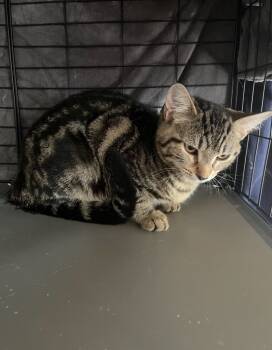 Rescue Domestic Short Hair Cats for Adoption in Camp Hill, Pennsylvania - Magnolia | PetCurious