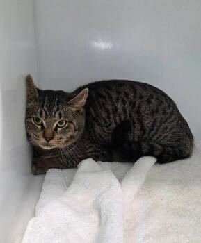 Muscade -  Domestic Short Hair Cat for Adoption in Delson, Quebec - Muscade | PetCurious