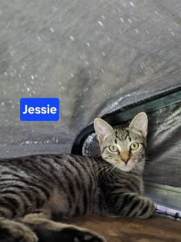 Jessie 6mo (AVA 10/14) -  Domestic Short Hair Cat for Adoption in Sterling, Massachusetts - Jessie 6mo (AVA 10/14) | PetCurious
