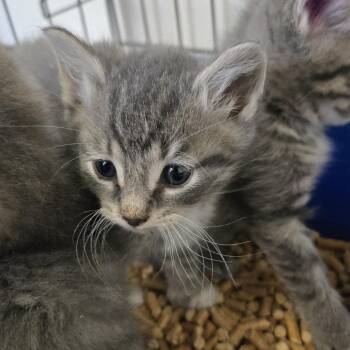Leaf 26-144 -  Domestic Medium Hair Cat Available for Adoption in Tawas City, Michigan - Leaf 26-144 | PetCurious