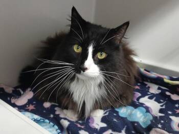 Ragtop -  Domestic Long Hair Cat for Adoption in Mount Vernon, Ohio - Ragtop | PetCurious
