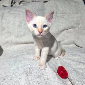Frosty -  Domestic Short Hair Cat for Adoption in San Diego, California - Frosty | PetCurious