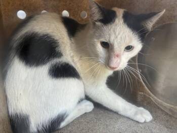 EFFEN 6 -  Domestic Short Hair Cat for Adoption in Rancho Cucamonga, California - EFFEN 6 | PetCurious