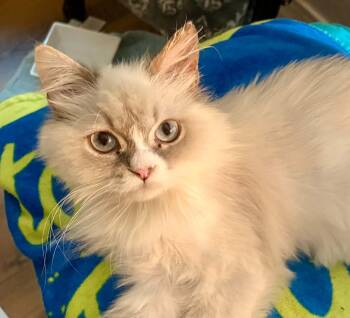 Valencia aka Fancy -  Persian and Ragdoll Cat for Adoption in San Tan Valley, Arizona - Valencia Aka Fancy | PetCurious